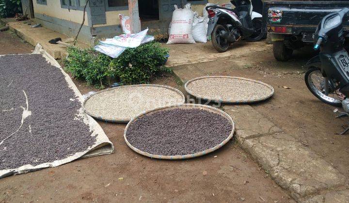 DIJUAL cepat Lahan Kebun Kopi di Desa Bojong tipar, Purabaya Sagaranten,  Sukabumi 4