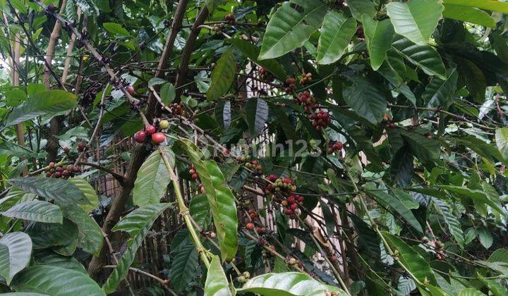DIJUAL cepat Lahan Kebun Kopi di Desa Bojong tipar, Purabaya Sagaranten,  Sukabumi 6