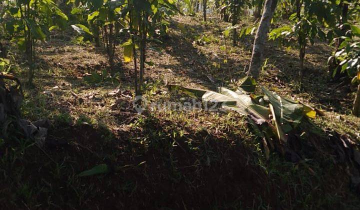 DIJUAL cepat Lahan Kebun Kopi di Desa Bojong tipar, Purabaya Sagaranten,  Sukabumi 7