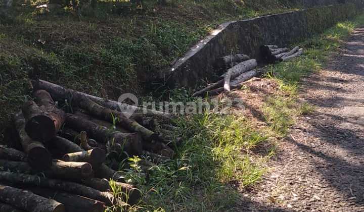DIJUAL cepat Lahan Kebun Kopi di Desa Bojong tipar, Purabaya Sagaranten,  Sukabumi 8