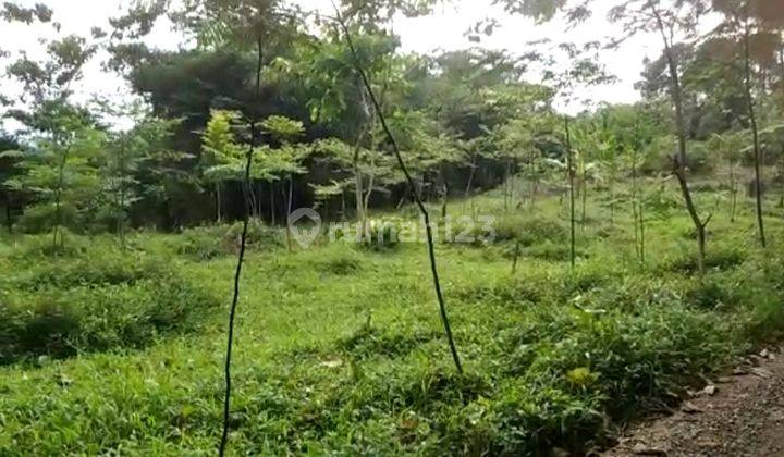 Tanah Murah Tanah Datar Persegi Lingkungan Sejuk Sukajaya Bogor 2