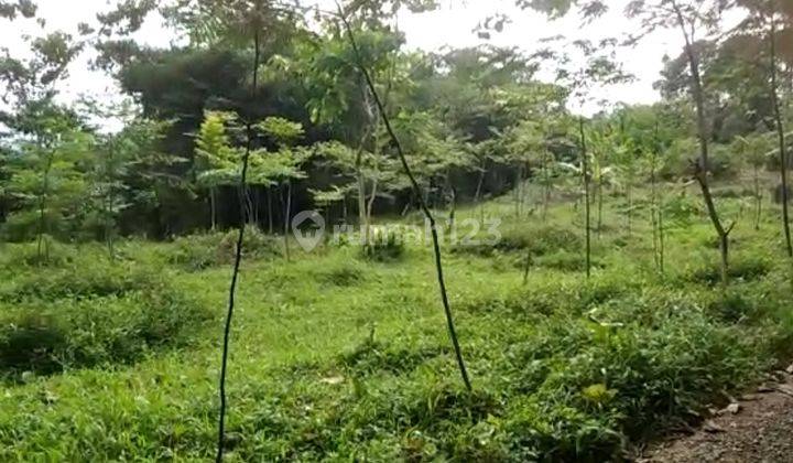 Tanah Murah Tanah Datar Persegi Lingkungan Sejuk Sukajaya Bogor 4