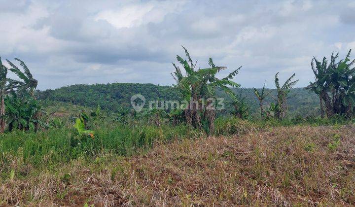 Tanah Murah 11.7 haktare Pinggir jalan desa Ciemas sukabumi 2