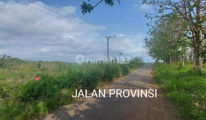 Tanah Murah 11.7 haktare Pinggir jalan desa Ciemas sukabumi 5