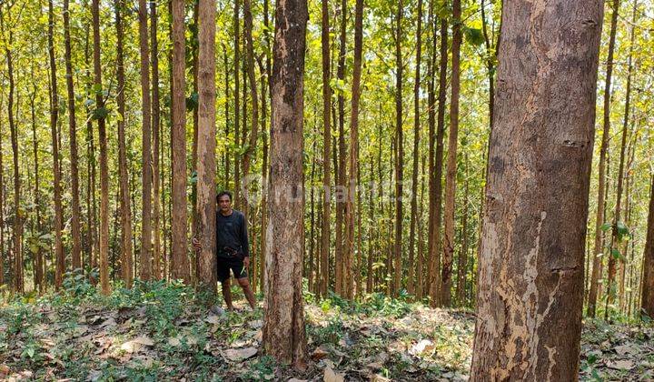 Tanah kadar emas Dan logam simpenan sukabumi 1