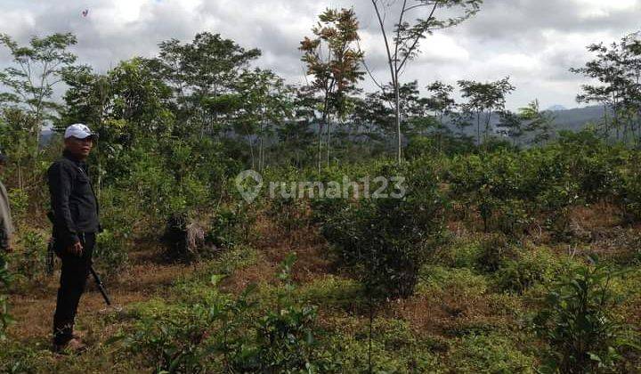 Tanah cocok buat pertanian perkebunan purabaya sukabumi 2