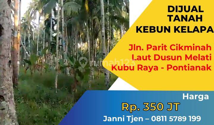 Tanah Kebun Kelapa Jl. Parit Cikminah Kubu Raya Pontianak 2