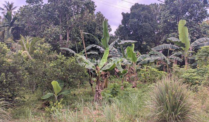 Tanah Kebun Jalan Pal Ix Sungai Kakap, Kubu Raya Pontianak 1