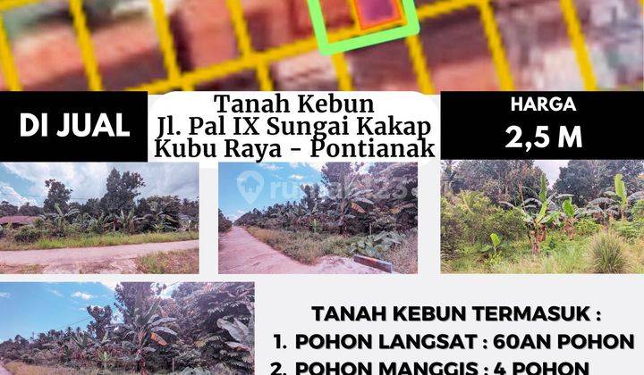 Tanah Kebun Jalan Pal Ix Sungai Kakap, Kubu Raya Pontianak 2