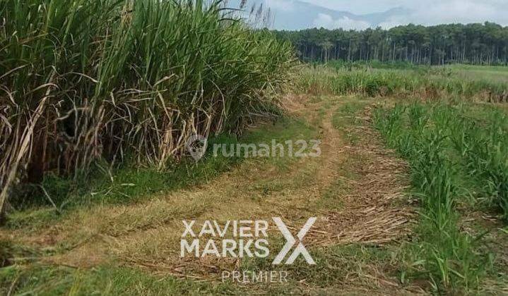 Tanah Luas di Toyomarto Singosari Malang Lokasi Strategis  4