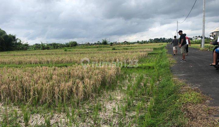 Tanah di Desa Singapadu Kaler Luas 2.500 M2, Gianyar, Bali 1