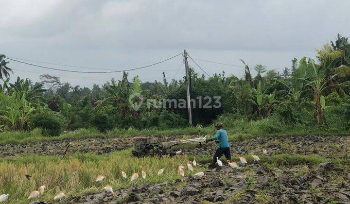 Tanah di Desa Singapadu Kaler Luas 2.000 M2, Gianyar, Bali 1