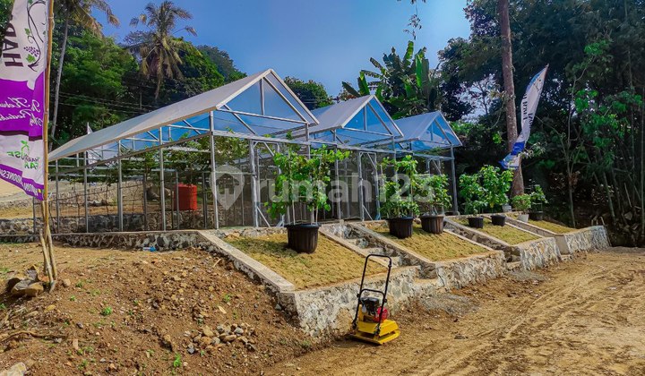 Tanah Kavling Wisata Kebun Anggur di Bogor Timur 1