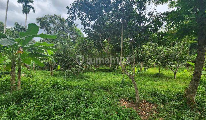 Tanah Murah di Daerah Suka Makmur, Aceh Besar 1