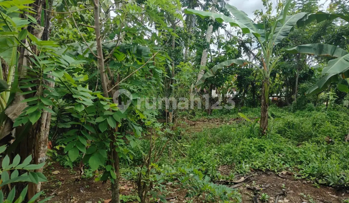 Tanah Murah di Daerah Way Lima, Pesawaran