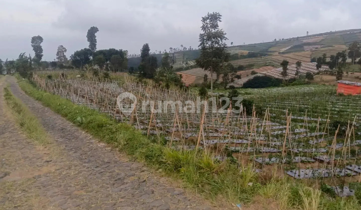 Tanah Murah di Daerah Kledung, Temanggung