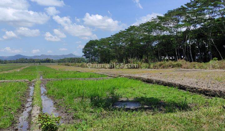 Tanah Sawah Dekat Stadion Kanjuruhan Malang 1