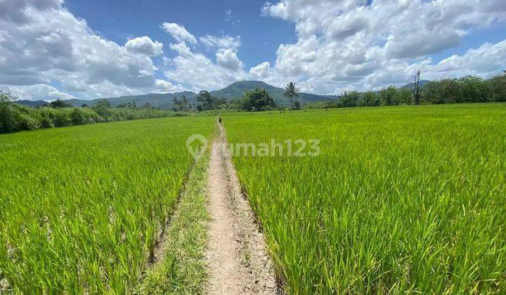 Tanah Murah di Daerah Bermani Ilir, Kepahiang