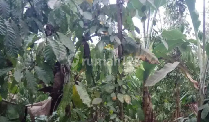 Tanah Murah di Daerah Wonosobo, Tanggamus