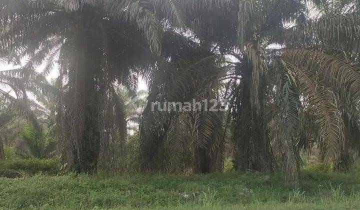 Tanah Murah di Daerah Gelumbang, Muara Enim 1