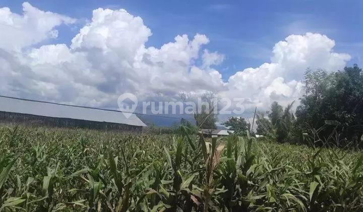 Tanah Murah di Daerah Bolo, Bima