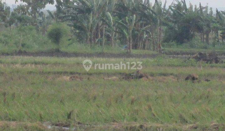 Tanah Murah Aset BRI, Kalitidu, Kab. Bojonegoro 2