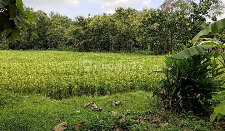 Tanah Murah Aset BRI, Kepohbaru, Kab. Bojonegoro 1