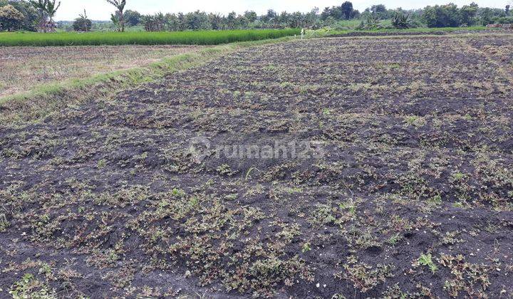 Tanah Murah Aset BRI, Kedungadem, Kab, Bojonegoro 2