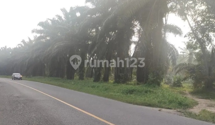 Tanah Murah di Daerah Gelumbang, Muara Enim 2