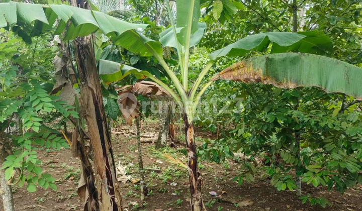 Tanah Murah di Daerah Way Lima, Pesawaran
