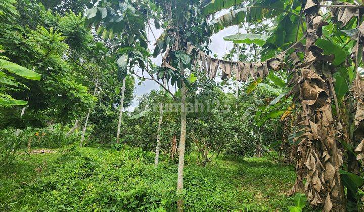Tanah Murah di Daerah Suka Makmur, Aceh Besar 2