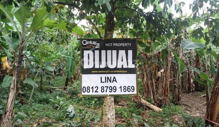 Tanah Kebon Cadas Sari Pandeglang Harga Super Miring 1