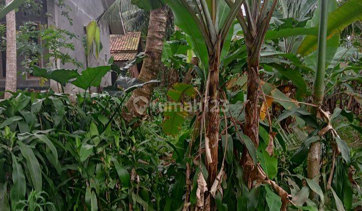 Tanah Kebon Cadas Sari Pandeglang Harga Super Miring 2