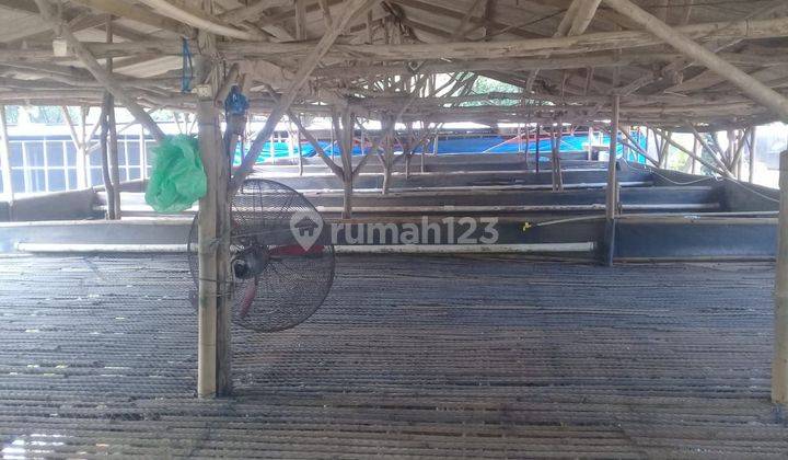 Jual Ruang Usaha Kandang Bebek Pedaging  1