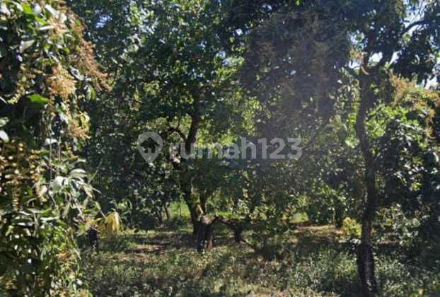 Tanah Kebun Shm Di Bangkala, Kubutambahan, Buleleng. Bali
