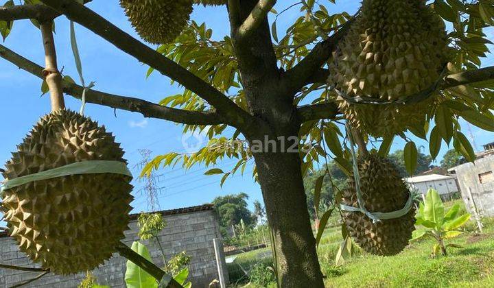 Tanah di Kebun Durian Purwodadi, Malang 2.291 m² SHM 1