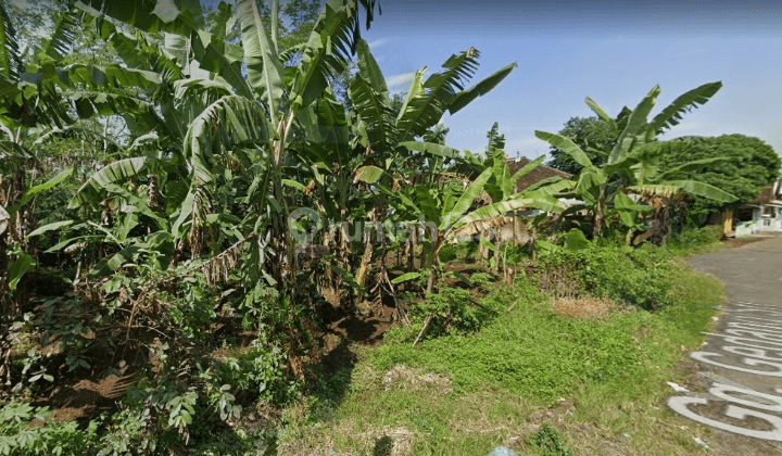 Tanah Murah SHM di Curungrejo Kepanjen Dekat Pakisaji, Malang 1