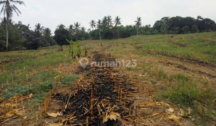 tanah pinggir jalan lintas sumaatera sidomulyo 2