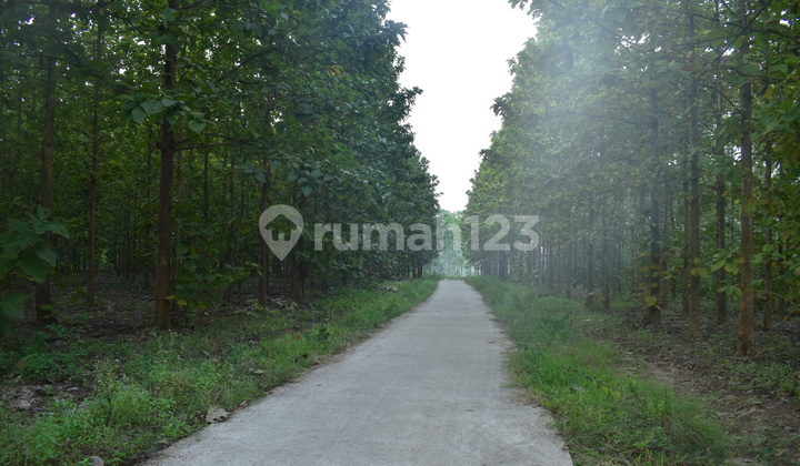 Dijual Cepat Tanah Kebun Jati Natar Dijual Cepat Tanah Kebun Jati Natar