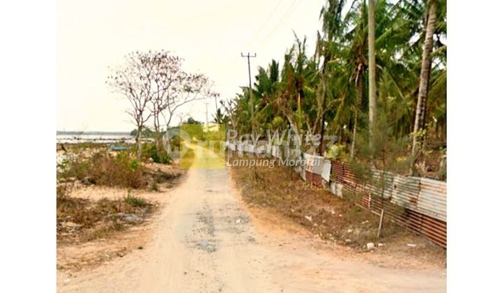 Dijual tanah pantai kalianda dengan kebun kelapa Dijual tanah pantai kalianda dengan kebun kelapa