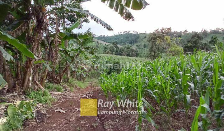 Dijual tanah kebun kalianda 50 ribu/meter 2