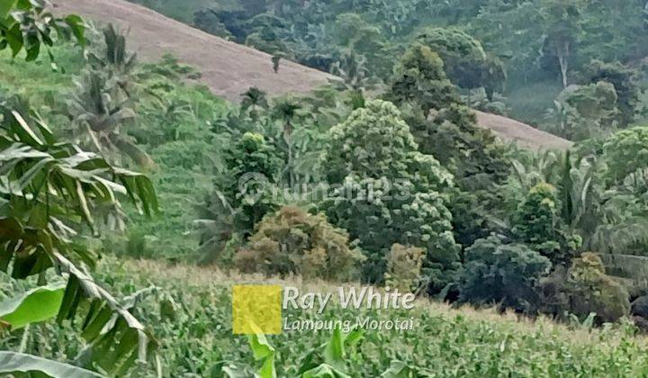 Dijual tanah kebun kalianda 50 ribu/meter 1