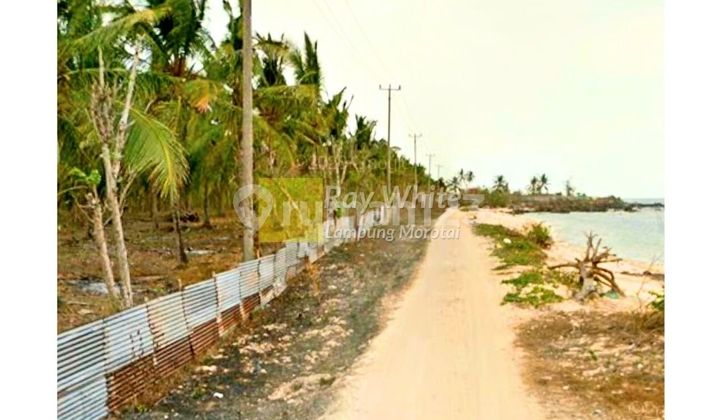 Dijual tanah pantai kalianda dengan kebun kelapa Dijual tanah pantai kalianda dengan kebun kelapa