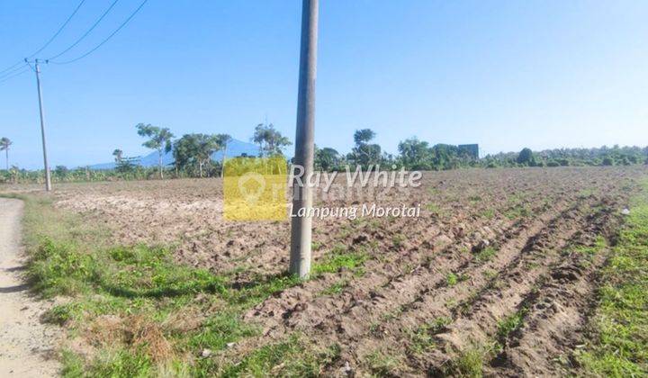 Dijual Tanah Kalianda 250 ribu/meter Nego 1