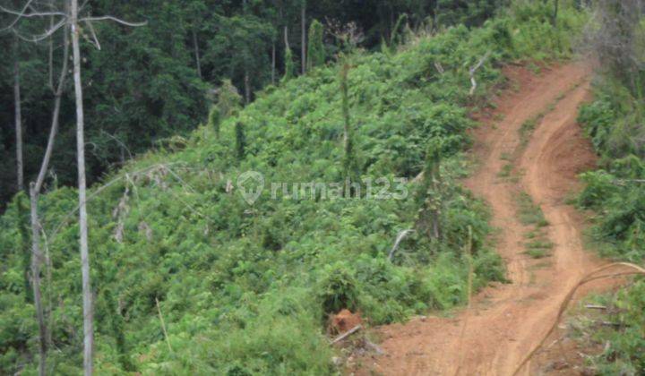 Tanah Mengandung Emas, Parigi Moutong, Palu (Sulawesi  Tengah) Tanah di Parigi Moutong, Sulawesi Tengah 300 hectare SHM 1