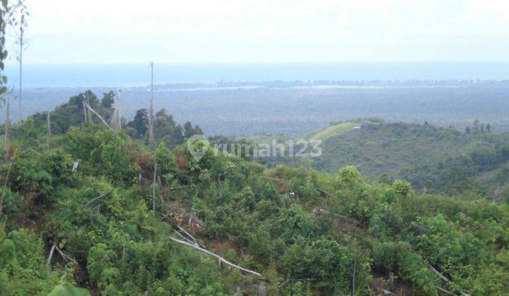 Tanah Mengandung Emas, Parigi Moutong, Palu (Sulawesi  Tengah) Tanah di Parigi Moutong, Sulawesi Tengah 300 hectare SHM 2