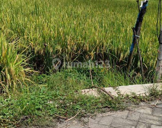 Tanah Sawah 2.418 Meter Oro-Oro Ombo, Madiun Jawa Timur 1