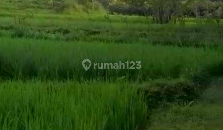 Tanah SHM dipakem view sawah,sungai kecil (menyendiri) u/vila dll