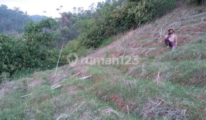 Jual Cepat Tanah Murah Di Ciwidey Bandung View Kebun Teh