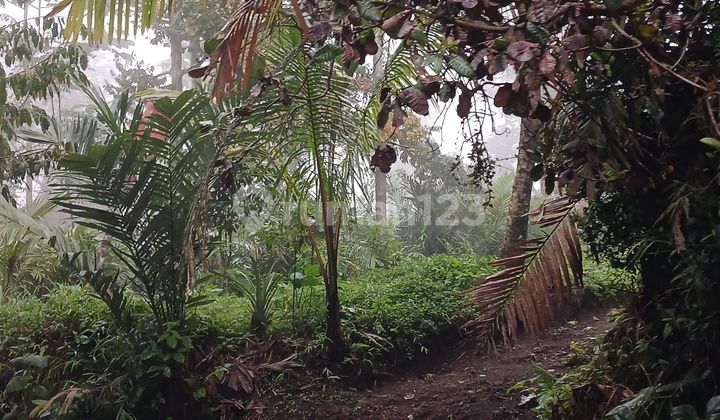 Tanah Shm Murah Di Turi Sleman Dekat Desa Wisata Tanah Shm Murah Di Turi Sleman Dekat Desa Wisata